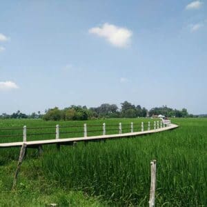 สะพานข้ามทุ่งนา